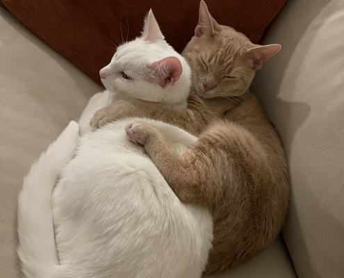 white cat and orange cat