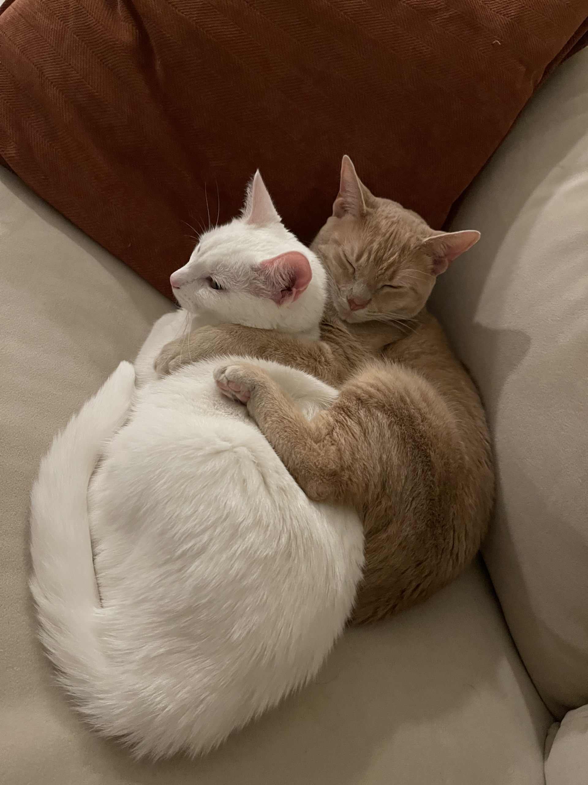 white cat and orange cat