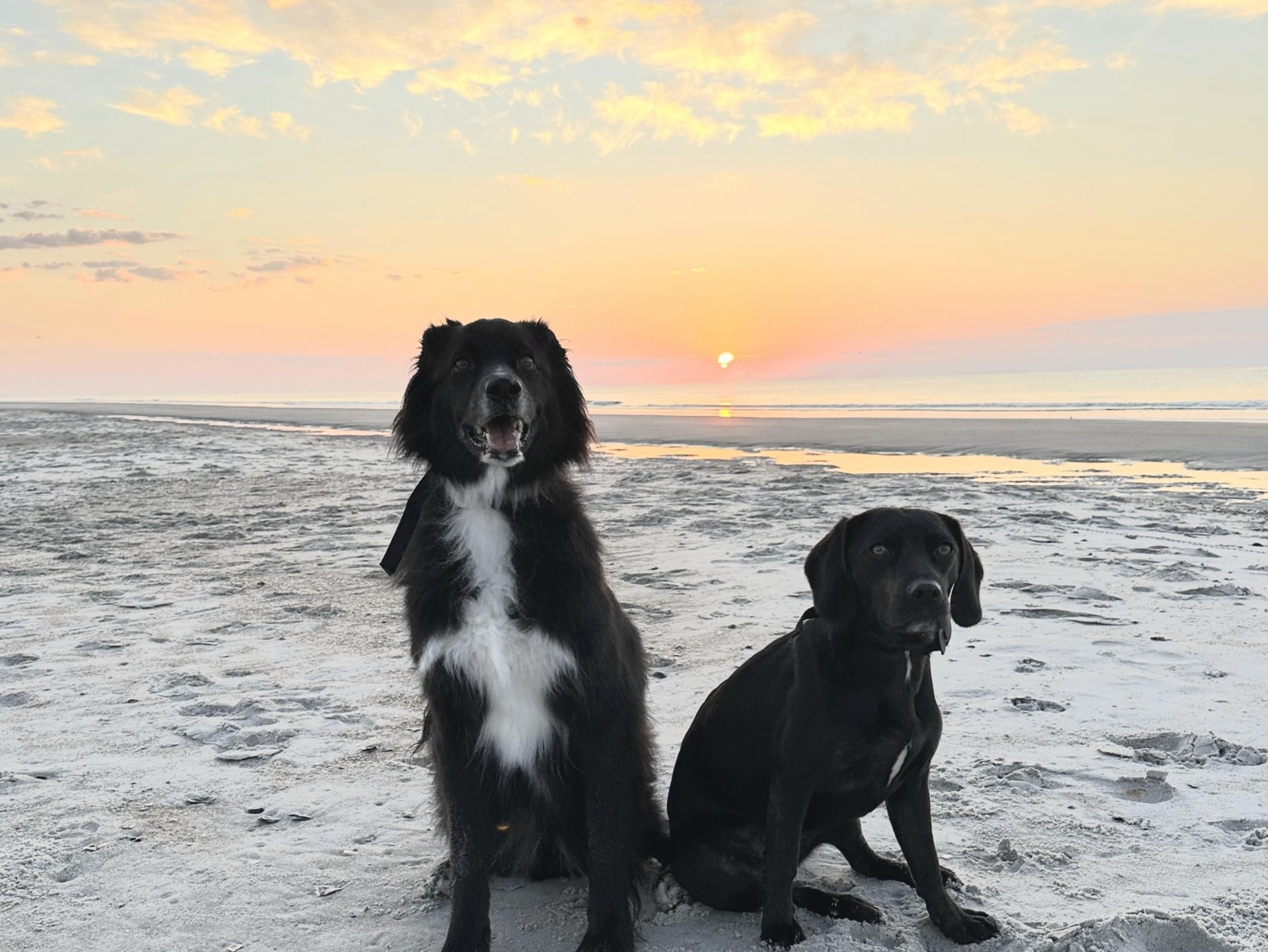 DH dogs on beach