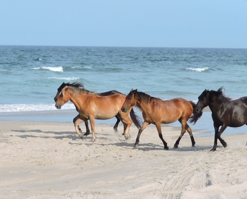 OC 2025 wild horses Wild Horse on beach
