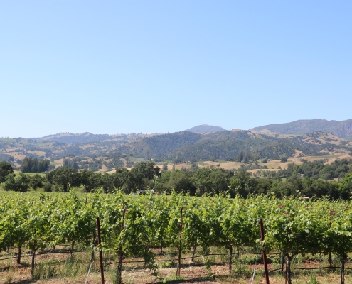 DH 1 Vineyard with mountains in background