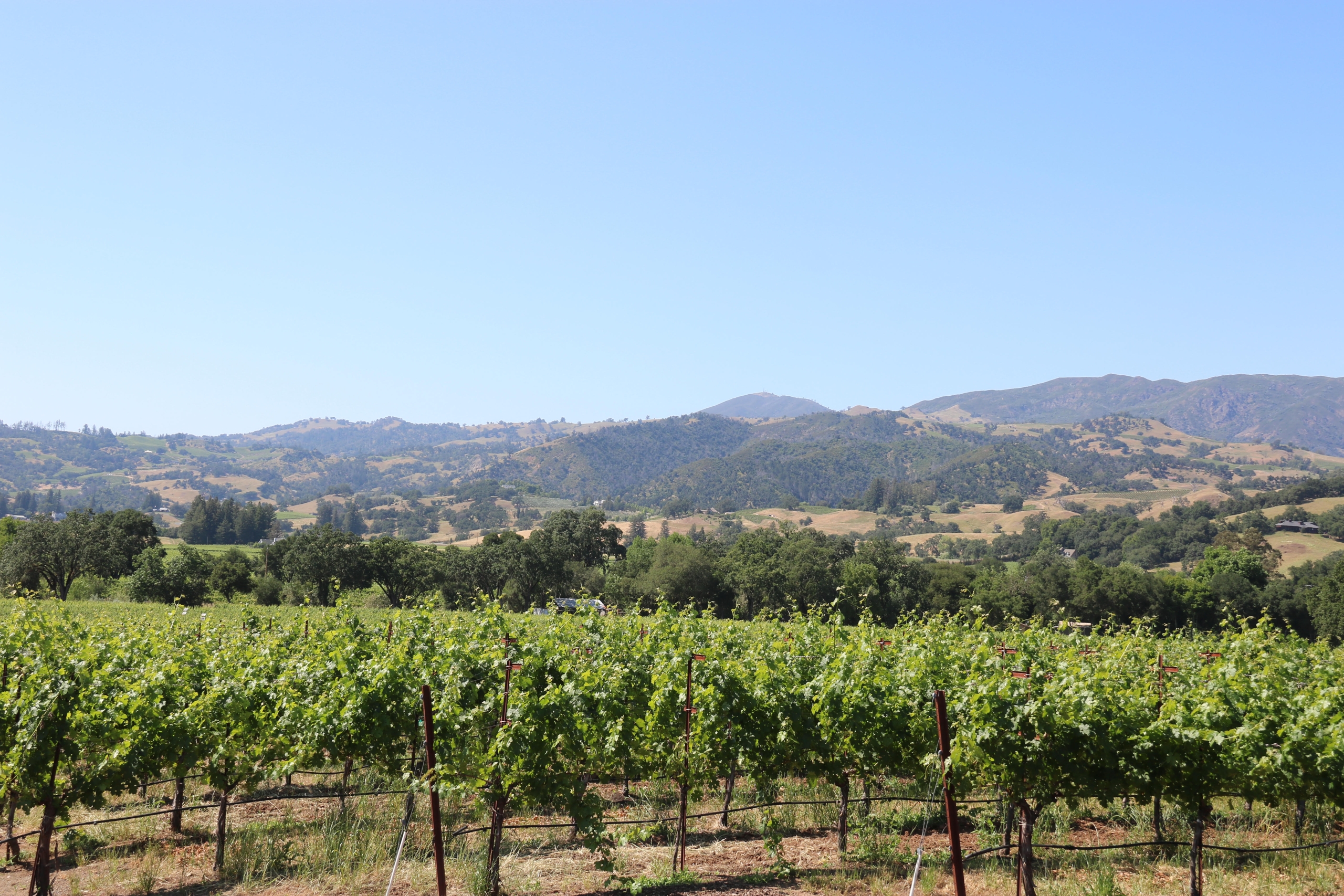 DH 1 Vineyard with mountains in background
