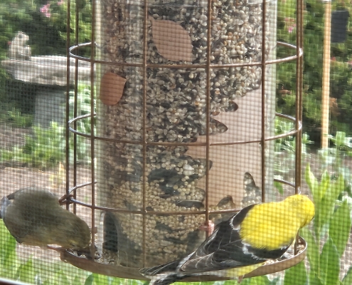 RH 3 Birds on a bird feeder