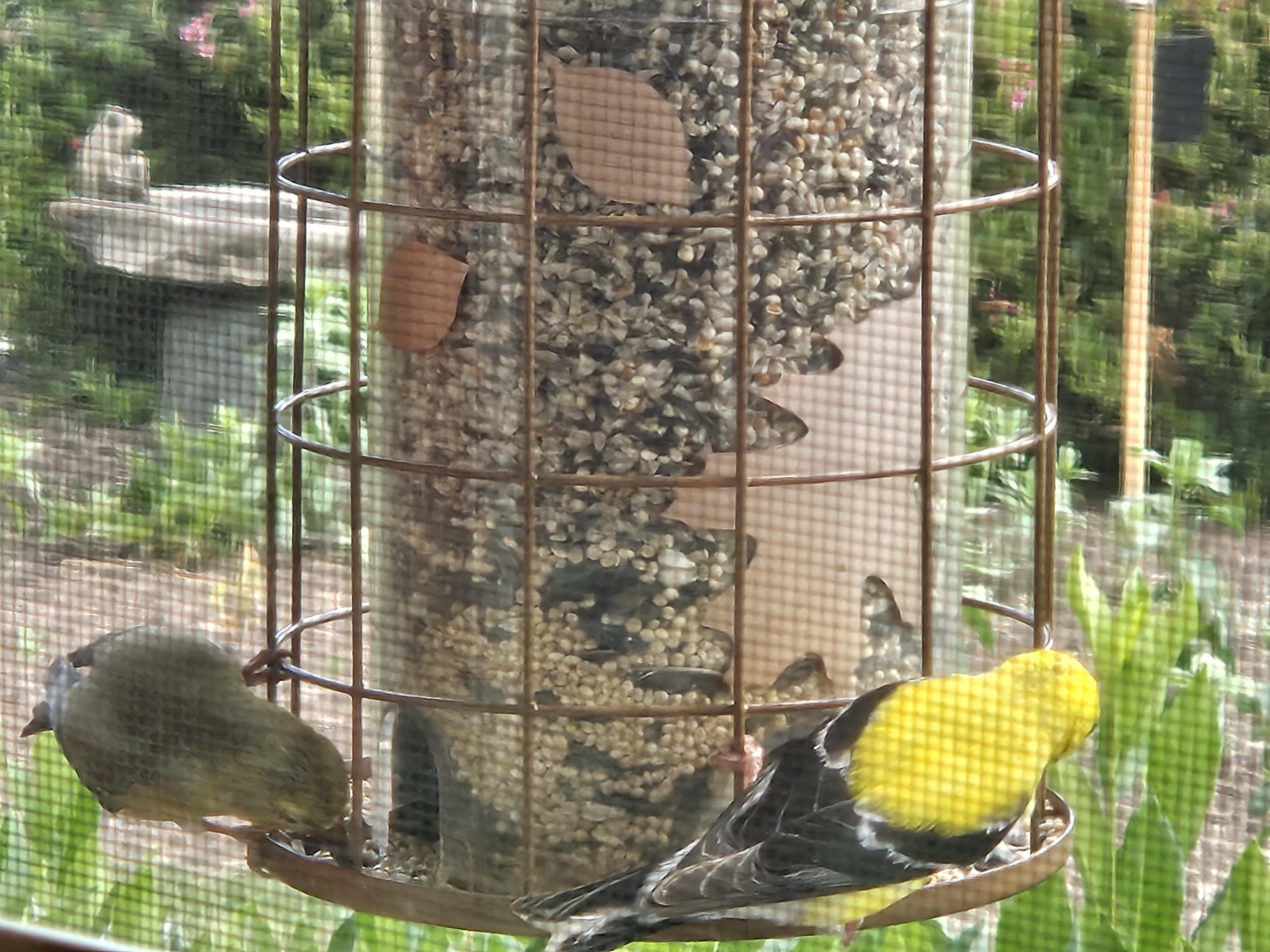 RH 3 Birds on a bird feeder