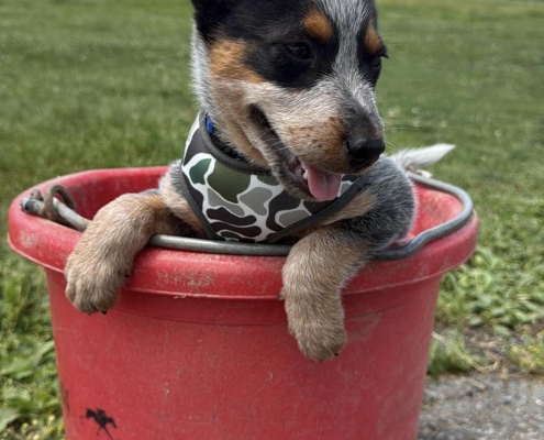Screenshot Heeler puppy in a red bucket