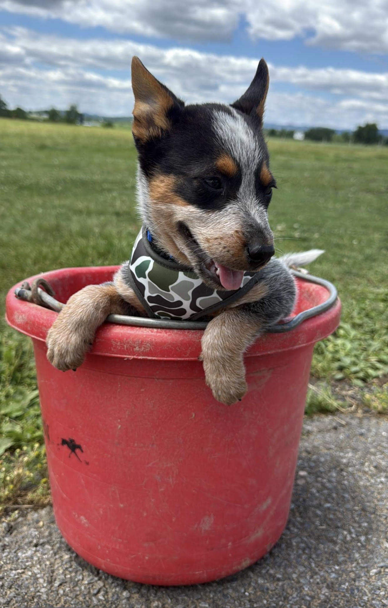 Screenshot Heeler puppy in a red bucket